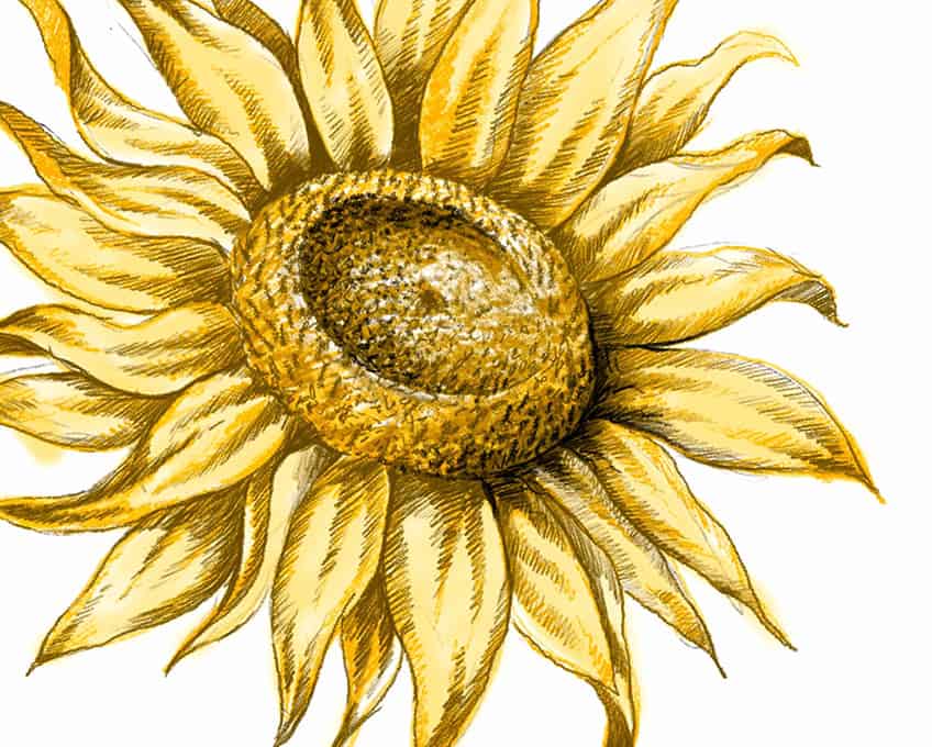 how to draw a sunflower 22