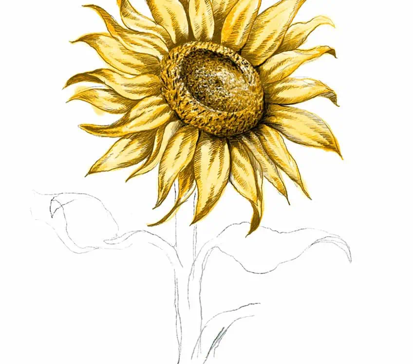 how to draw a sunflower 24