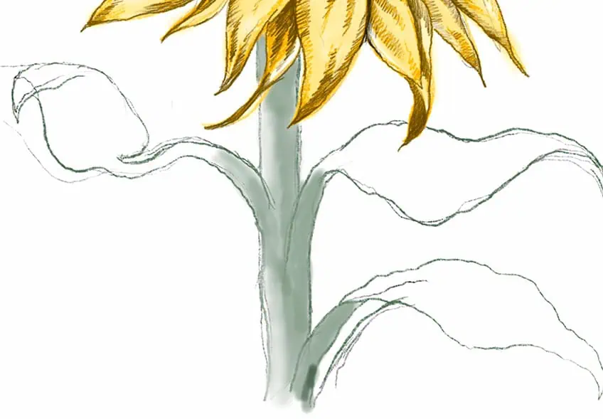 how to draw a sunflower 26