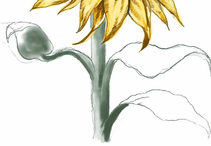 how to draw a sunflower 27