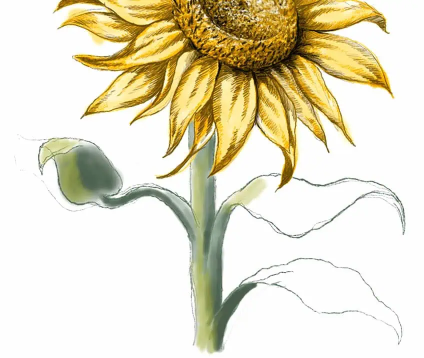 how to draw a sunflower 28