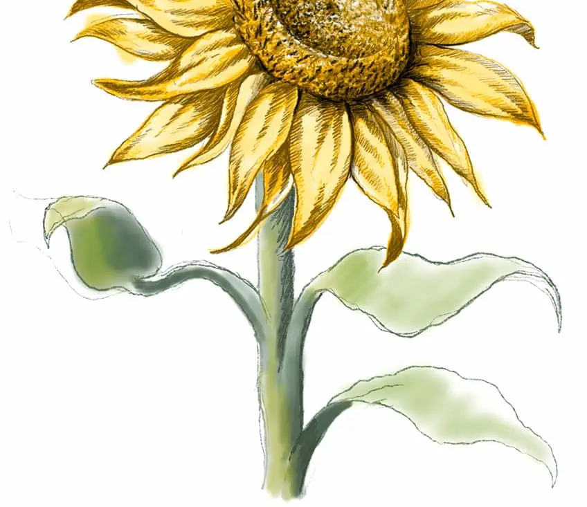 how to draw a sunflower 29