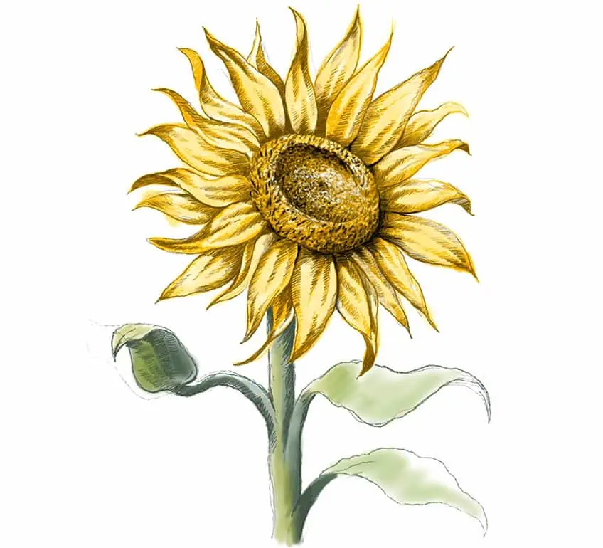 how to draw a sunflower 30