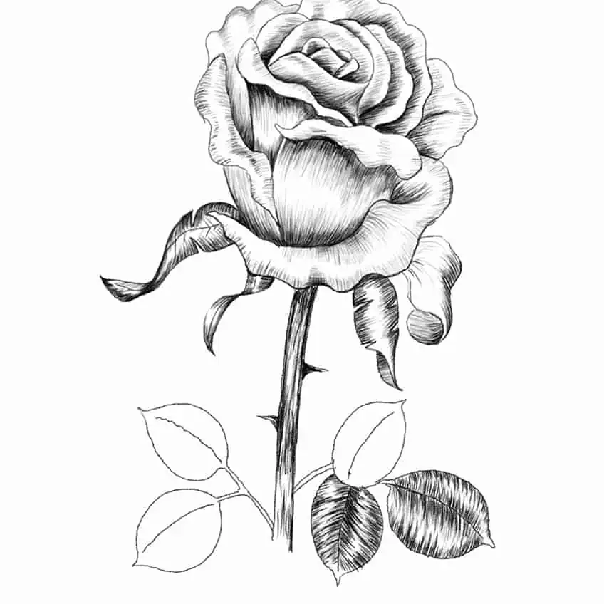Cómo dibujar una rosa en 5 pasos mejor que el 90 de las personas