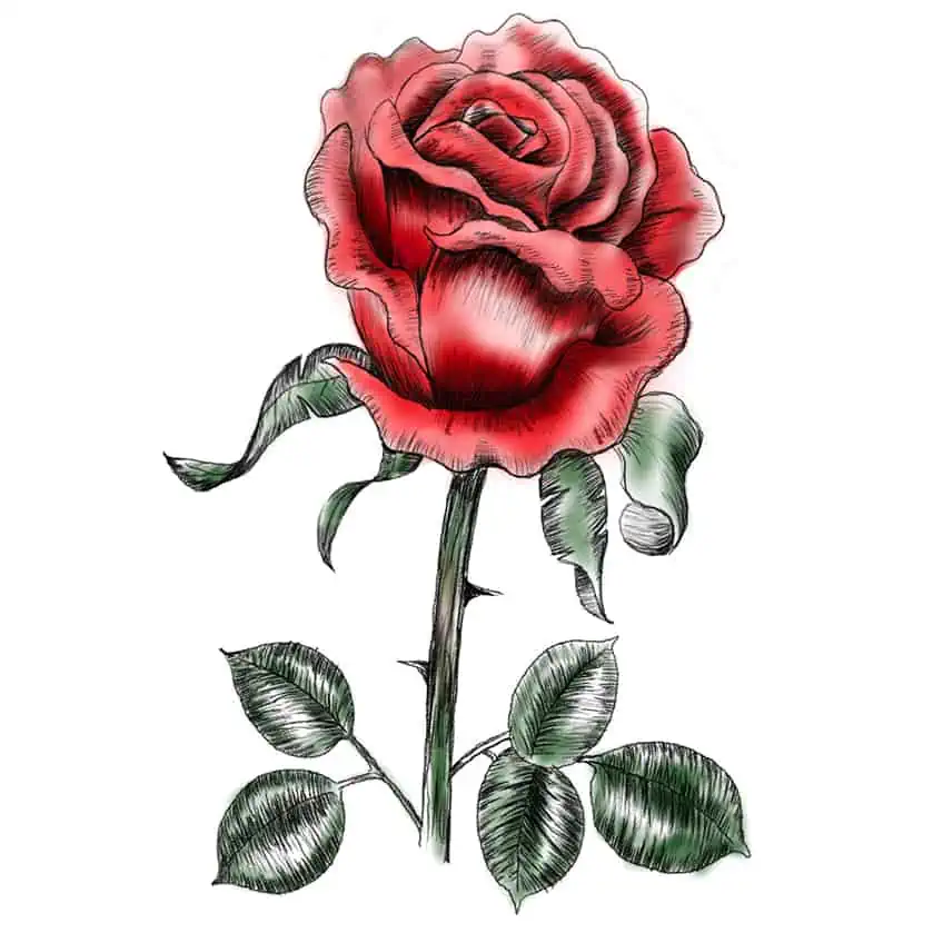 Иллюстрация розы