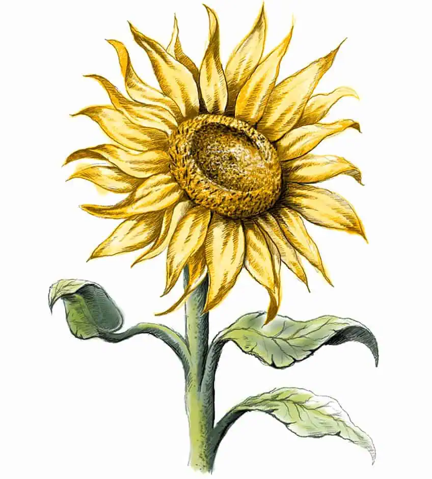 sunflowers drawing