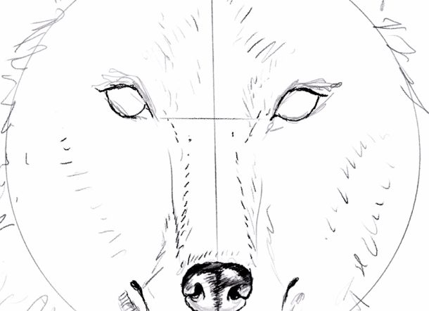  Wolf zeichnen - Schritt-für-Schritt einen Wolf malen lernen Motiv 