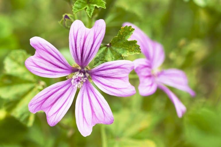 Mauve Color Learn About the Color Mauve and Its Soft Shades