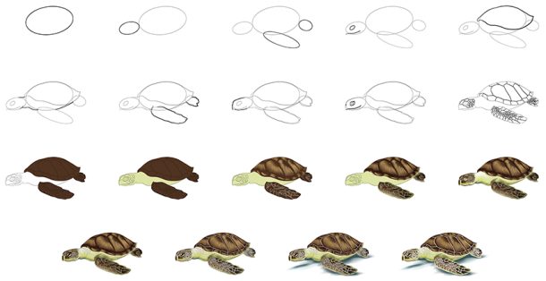  Schildkroete zeichnen - Male eine prächtige Meeresschildkröte Illustration 