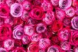 Color rosa - Aprende todo sobre el color de la rosa