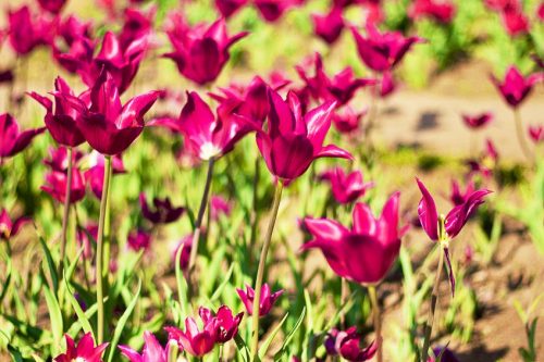 Rose Color - Learn All About the Rose Color and Its Hues