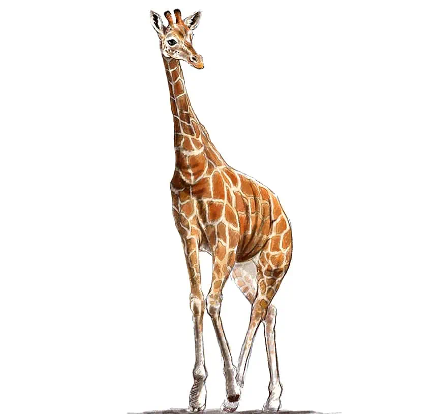 drawing giraffes