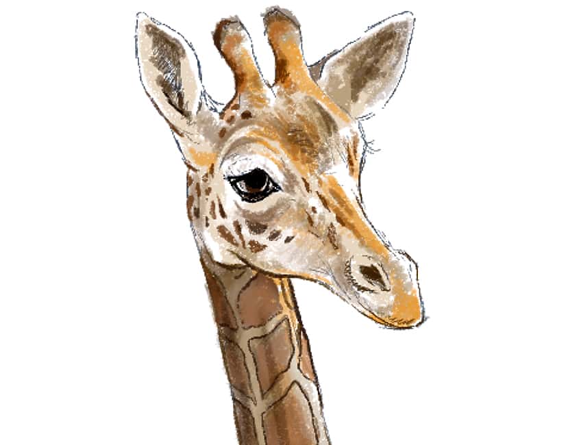 giraffe eyes