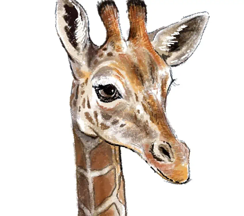 cabeza de jirafa