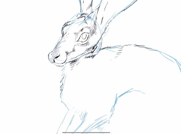  Hasen zeichnen – Detaillierte Zeichenanleitung Bildidee 