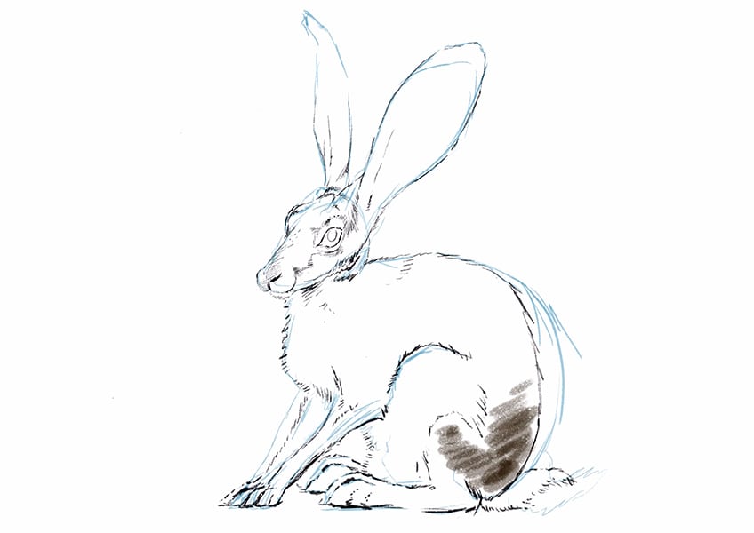 como dibujar un conejo facil 10