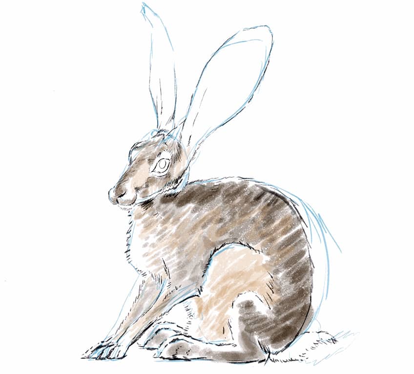 como dibujar un conejo facil 13