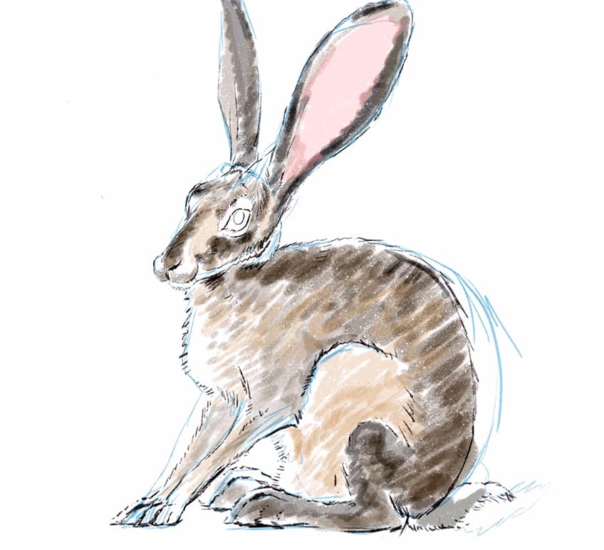 como dibujar un conejo facil 15