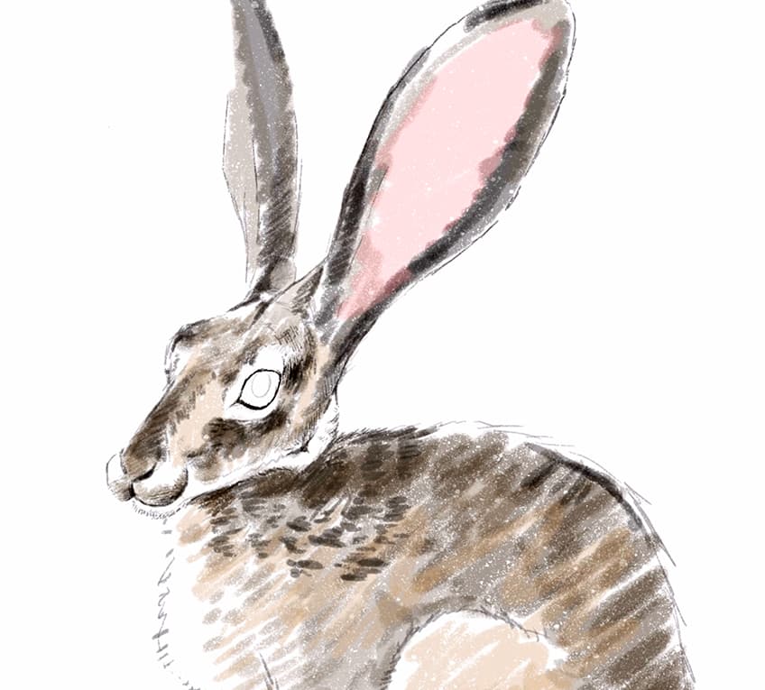 como dibujar un conejo facil 16