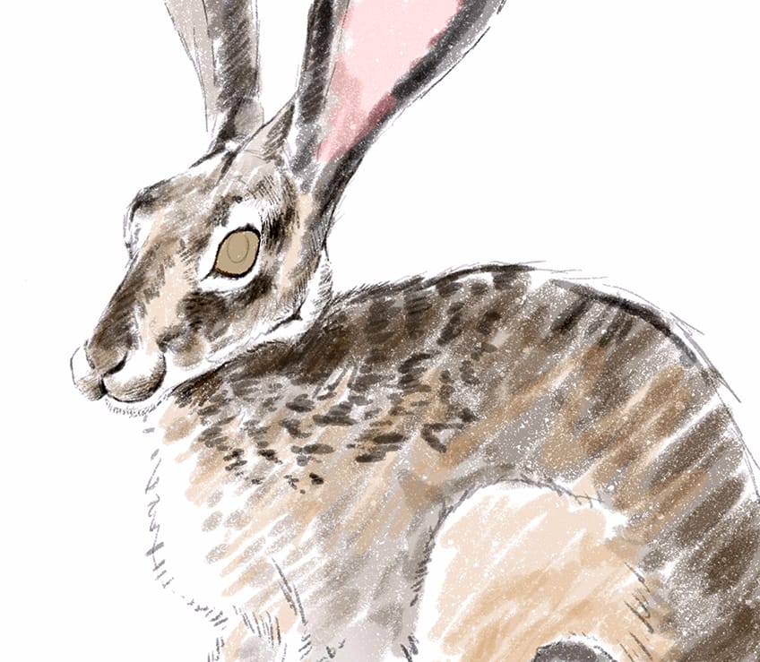 como dibujar un conejo facil 17