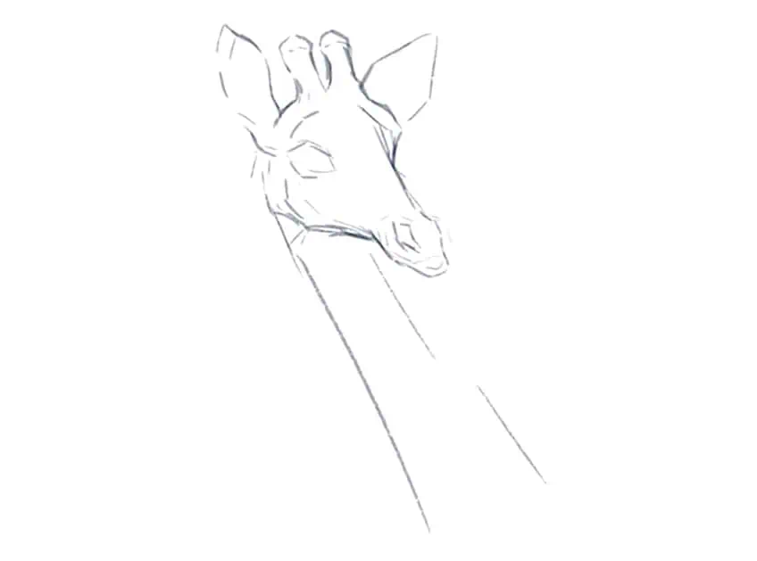 cómo dibujar una jirafa 02
