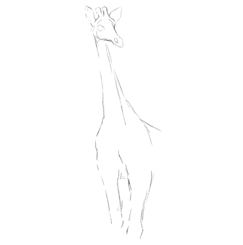 cómo dibujar una jirafa 03