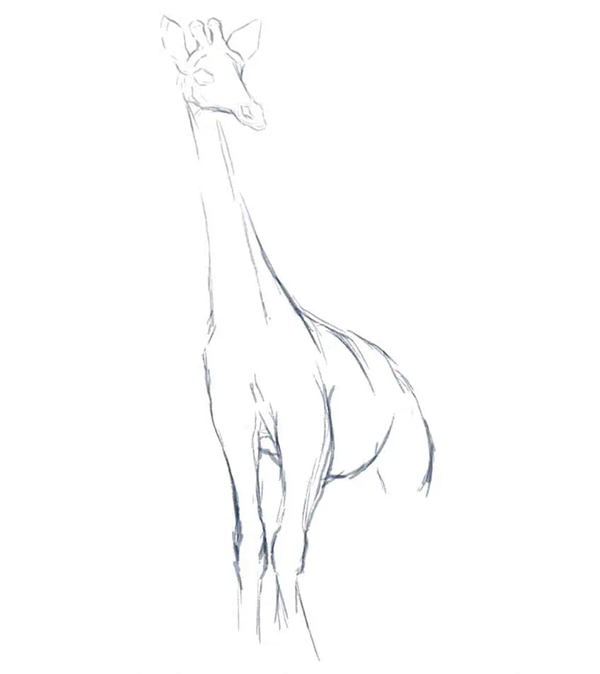 how to draw a giraffe 04