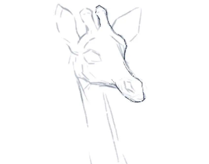 cómo dibujar una jirafa 06