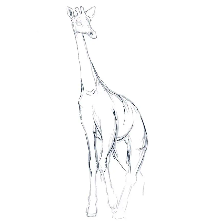 cómo dibujar una jirafa 08