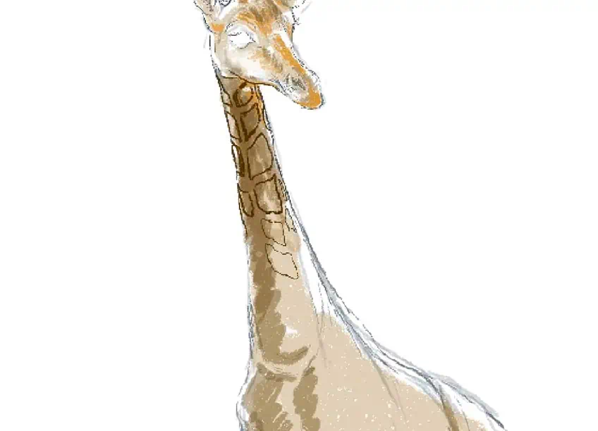 how to draw a giraffe 13