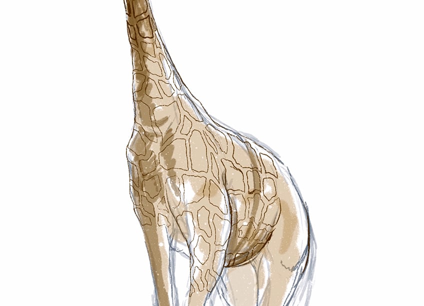 how to draw a giraffe 14