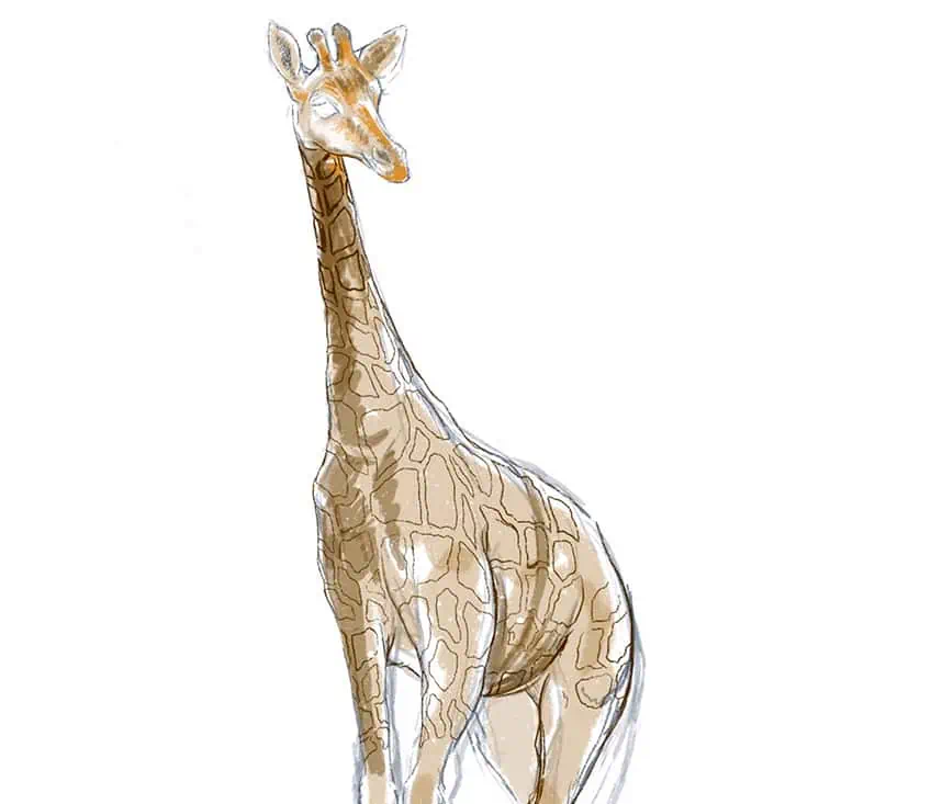 how to draw a giraffe 15