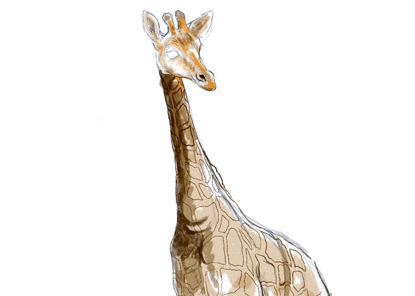 how to draw a giraffe 16
