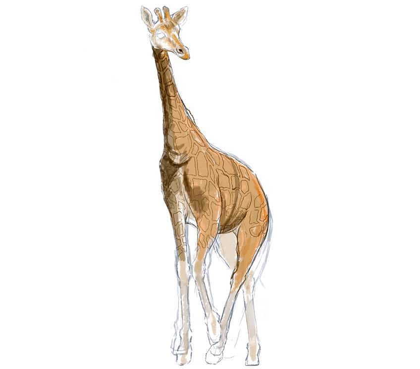 how to draw a giraffe 17