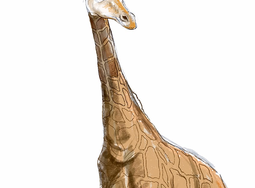 cómo dibujar una jirafa 19