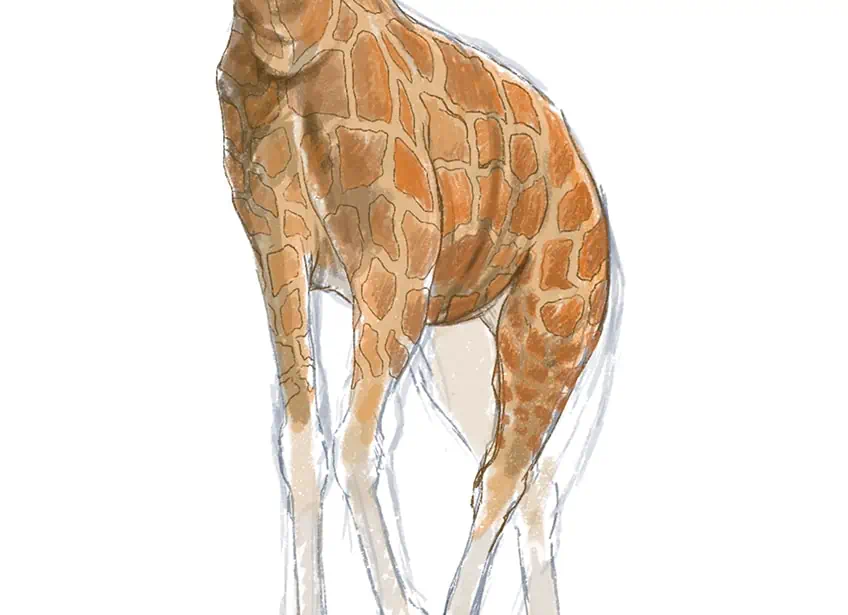 cómo dibujar una jirafa 25