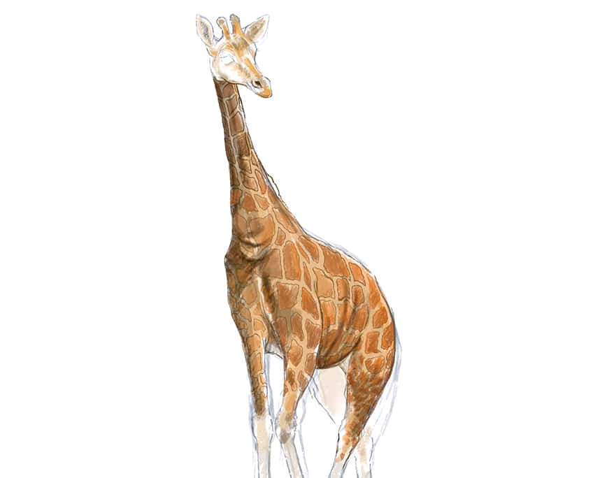 how to draw a giraffe 27