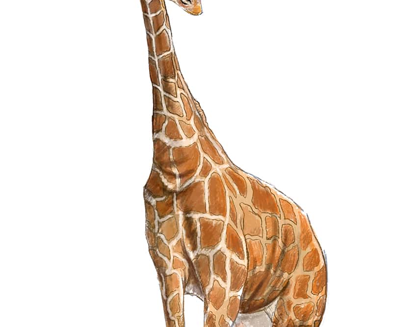 how to draw a giraffe 34