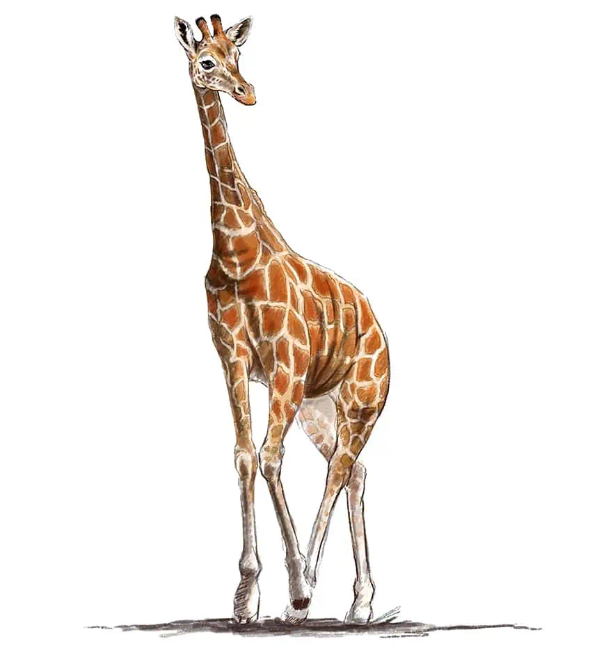 cómo dibujar una jirafa