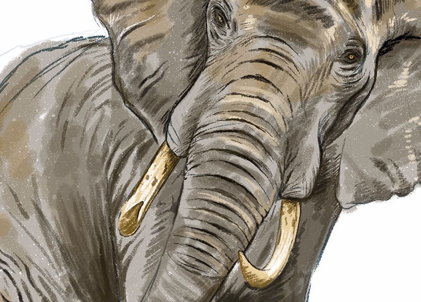 how to draw an elephant 26