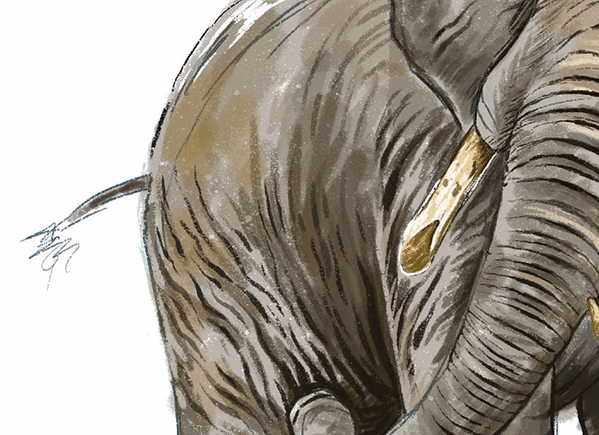 how to draw an elephant 32
