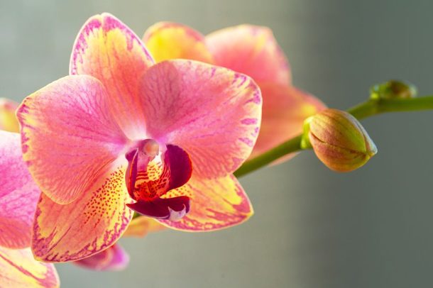 Pastel Yellow - The Gentle but Radiant Shades of Pastel Yellow