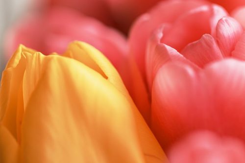 Pastel Yellow - The Gentle but Radiant Shades of Pastel Yellow