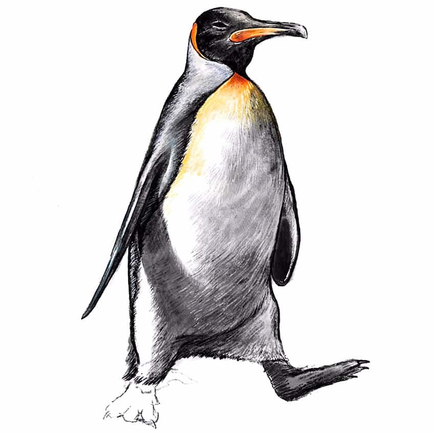 easy penguin drawing