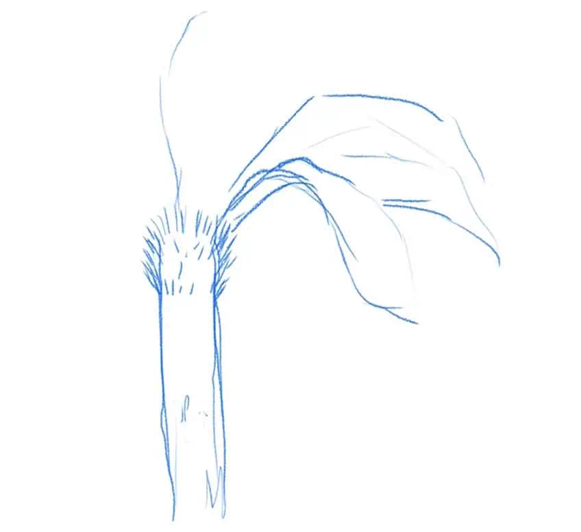 how to draw a palm tree 01