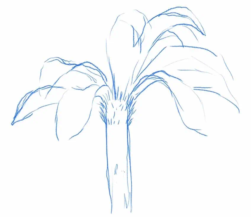 how to draw a palm tree 02