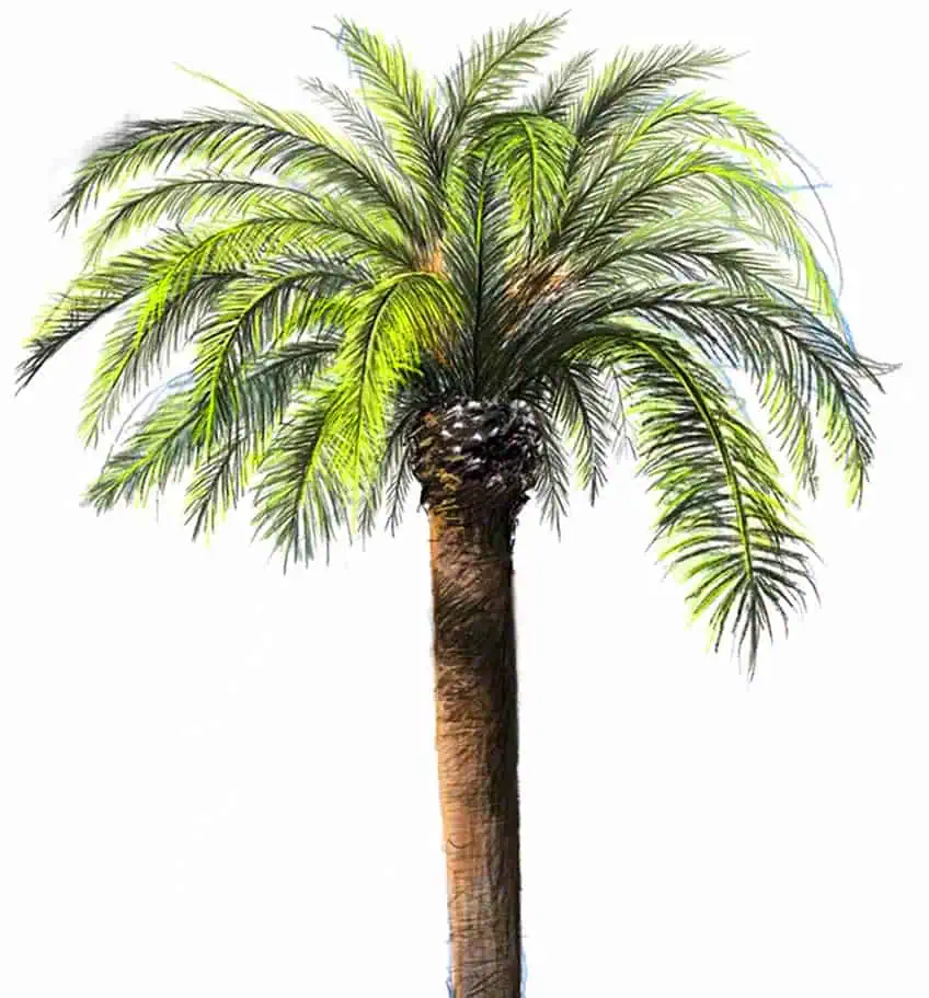 how to draw a palm tree