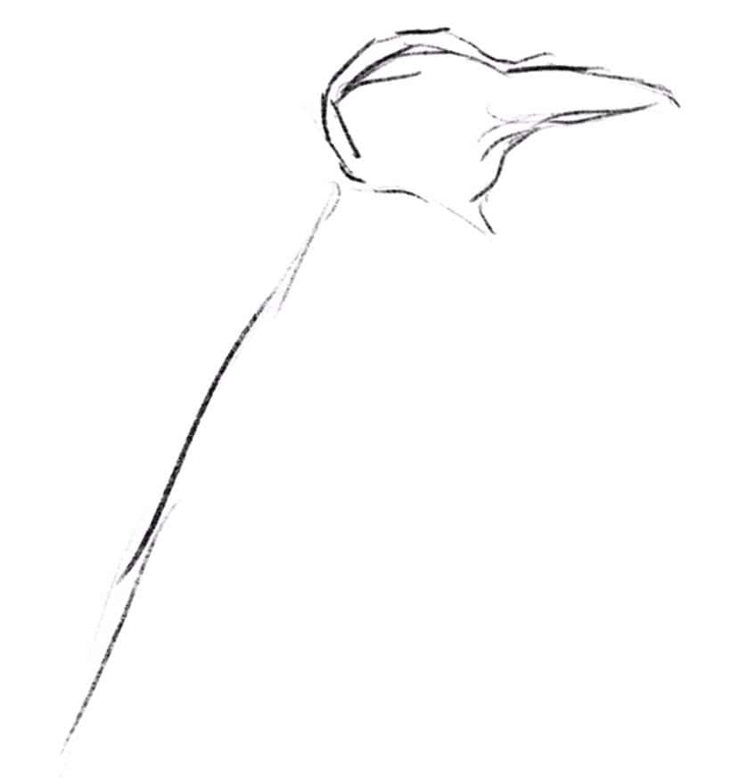 how to draw a penguin 01