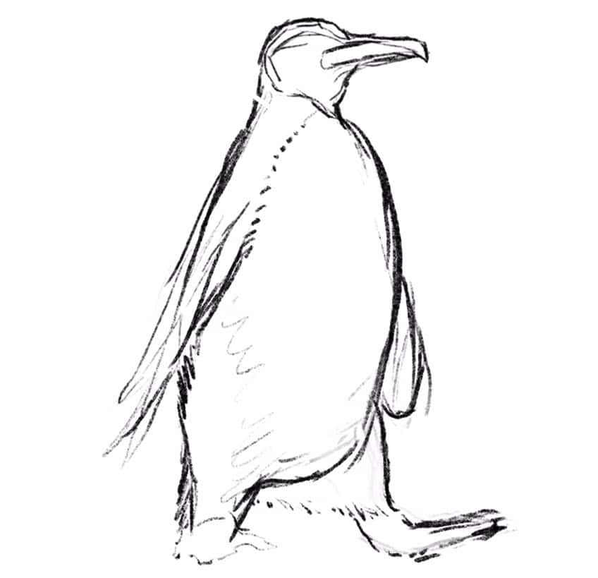 how to draw a penguin 04