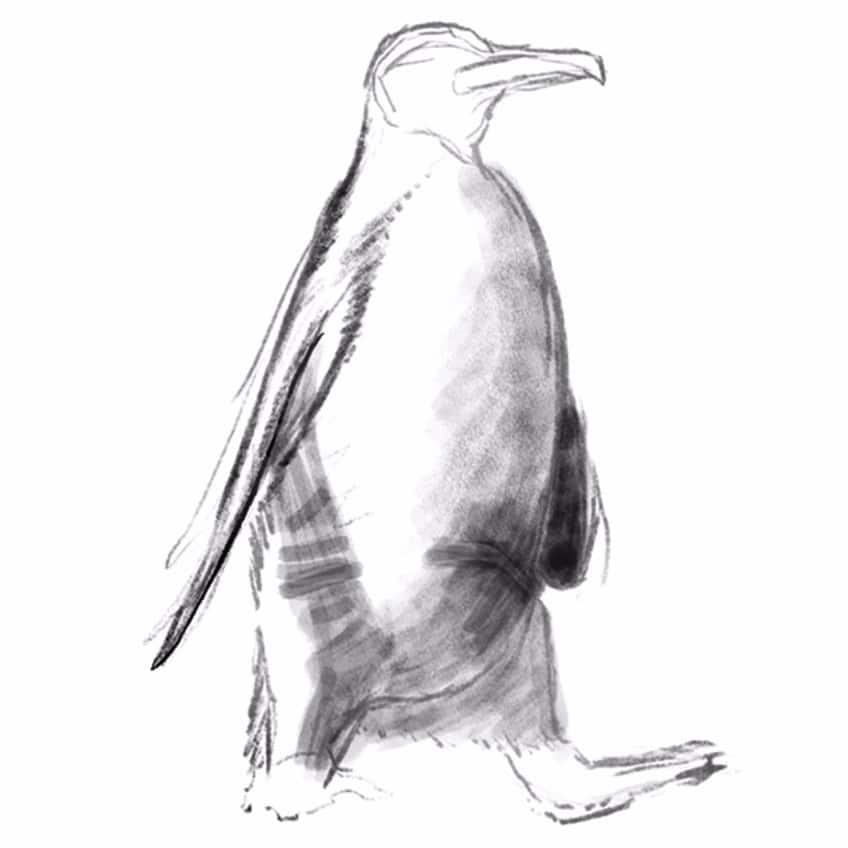 how to draw a penguin 06